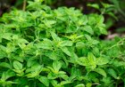 Oregano Oil